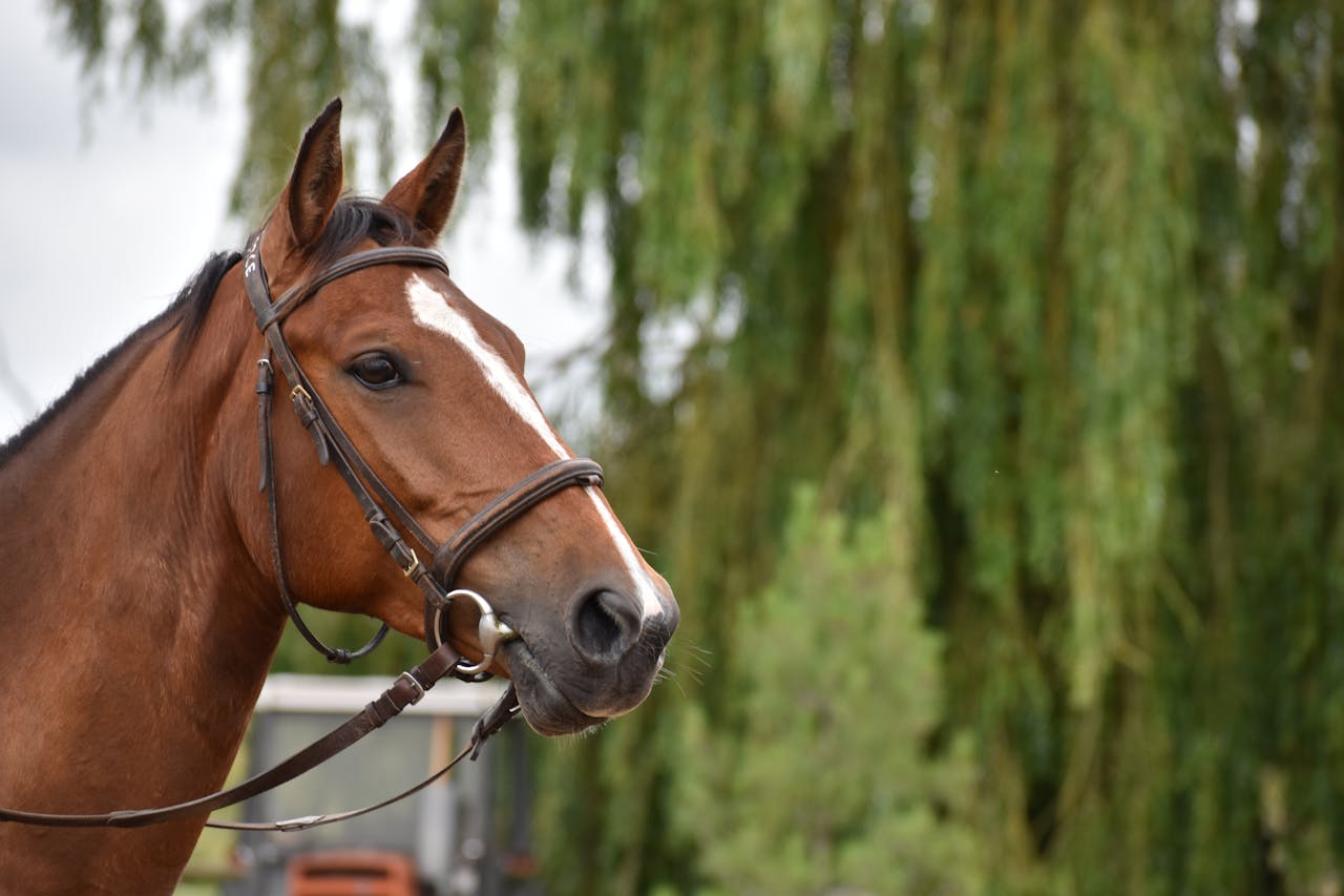A detailed close-up of a brown horse wearing a bridle, set against a lush green background.