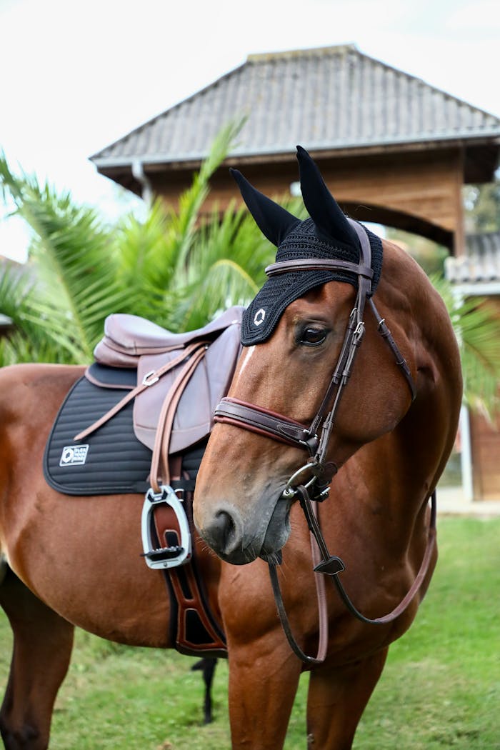 A majestic brown horse wearing a saddle and bridle, standing in front of a rustic wooden barn, perfect for equestrian themes.